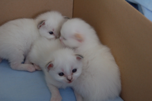 kittens A-nest Ushi 2 weken oud